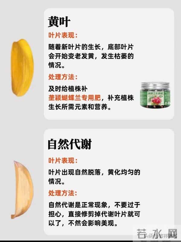 蝴蝶兰冻伤晒伤分不清？这份处理指南让你避开99%的养兰雷区