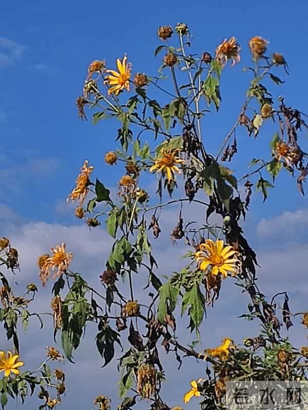 花开烂漫尽情艳