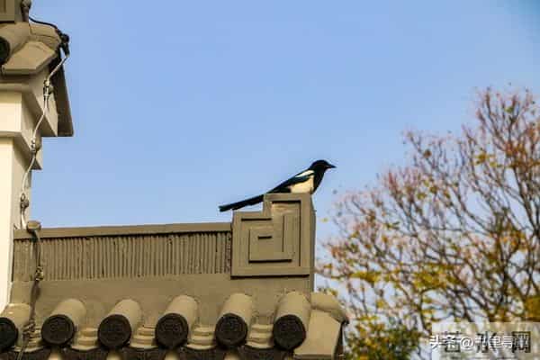 喜鹊临门，好运连连！你的善报来了，收下福泽全家