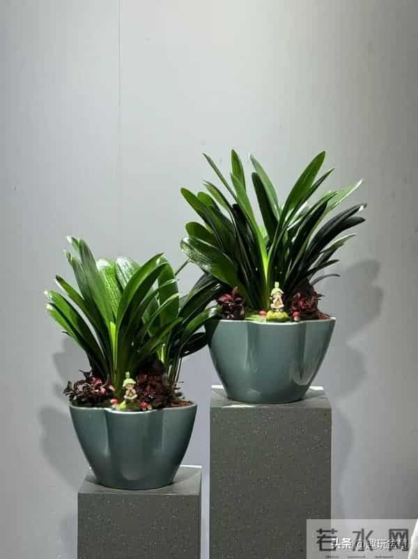 君子兰过冬有 “4 怕”！做错一件，叶子烂光只剩空盆。