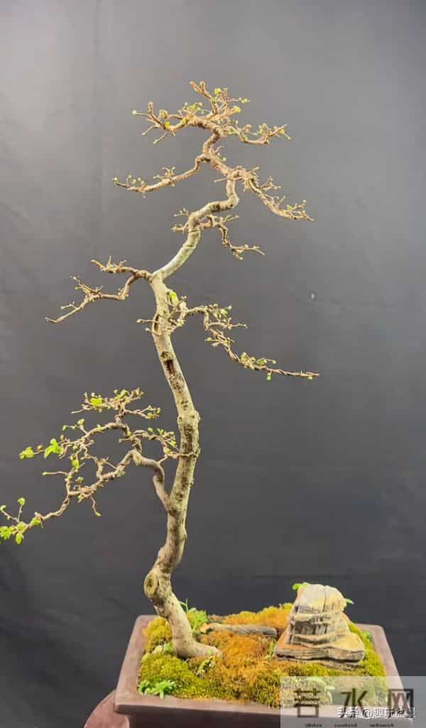 一枝一世界:带你读懂盆景里的“单枝成景”。