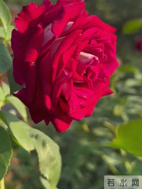 不同季节下的莫妮卡贝鲁奇月季花