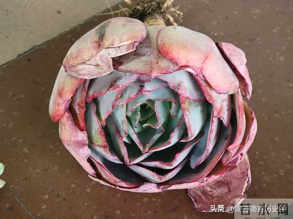 又到一箱多肉，先记录一下名字