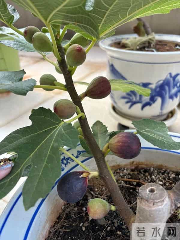 无敌了!女孩“矿泉水瓶种无花果”,结了几十个果子,软糯可口~