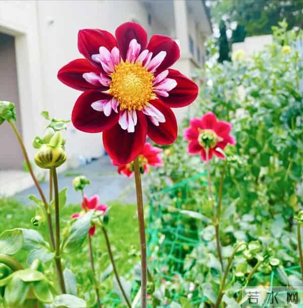 比脸大的“吉祥花”,竟然是“红薯块”长出来的!