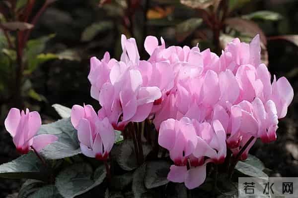 仙客来总养死？5个养护技巧，花苞一茬接一茬