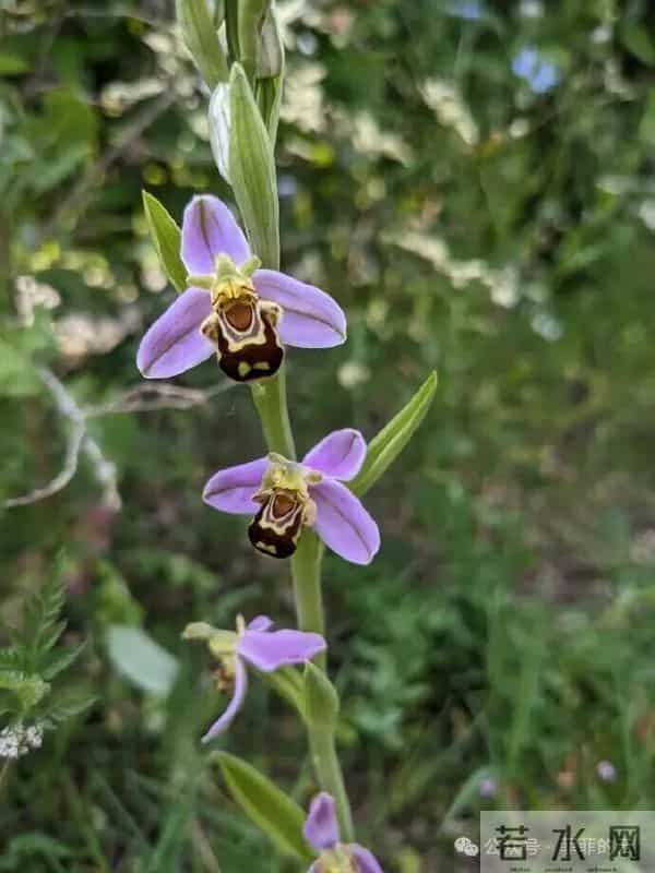 挑不出短板的热门兰,开花像小蜜蜂,耐阴皮实,北方户外也能过冬