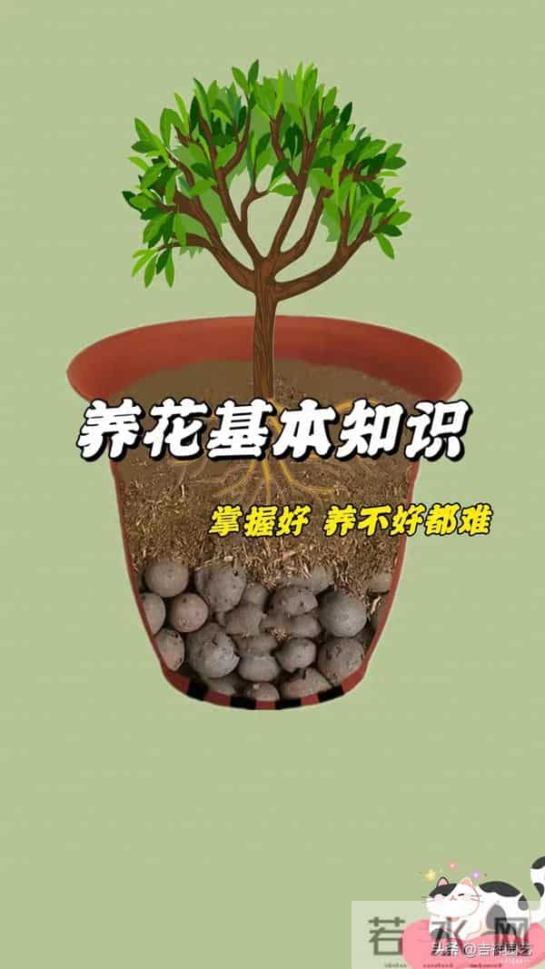 三角梅换盆只要选对时间、盆型，换完马上爆花