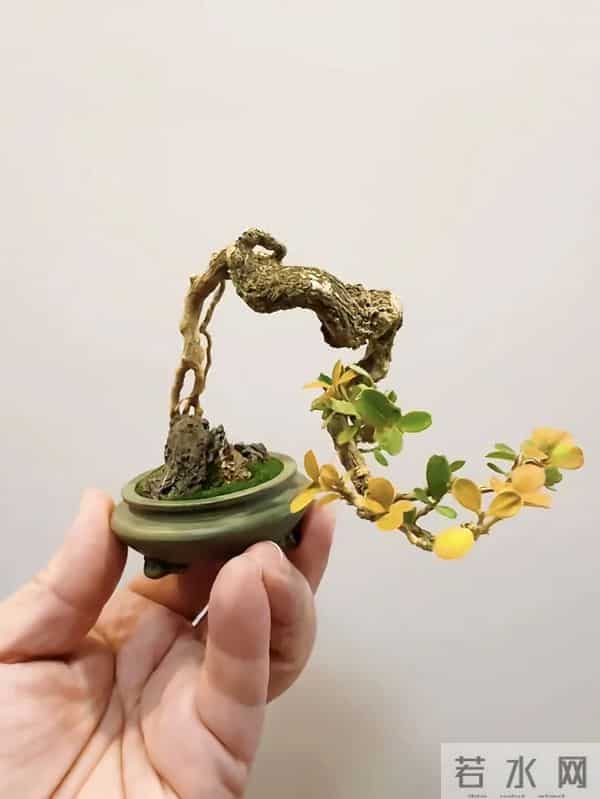 黄杨盆景：3种常见品种，哪种好养一看就懂！