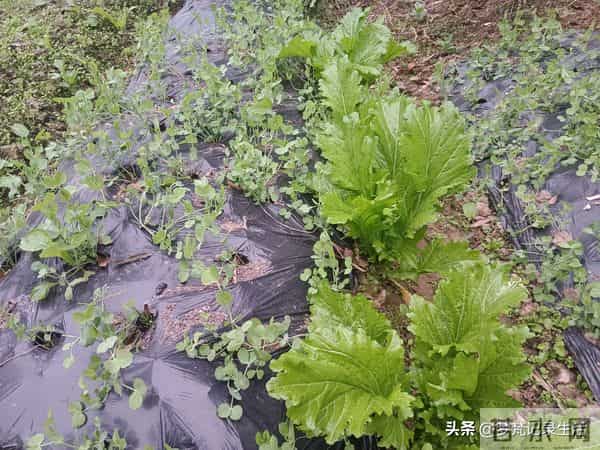 每个人都有自己的底线我不知道将来自己的亲人会不会试探我的底线