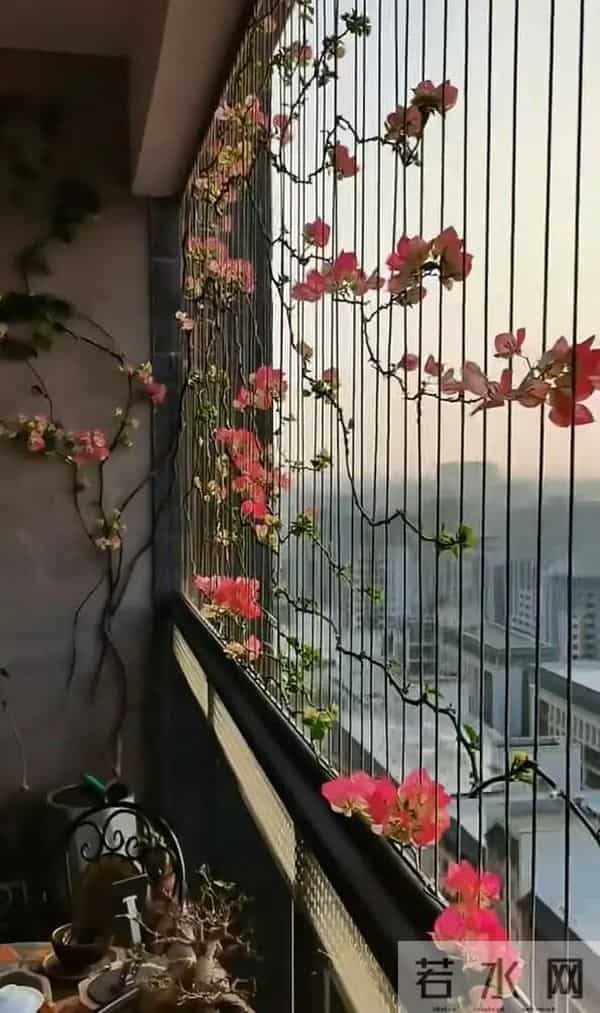 广东一女子，因国风版三角梅走红，阳台爬满花瀑布，网友：求教程