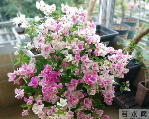 十种容易爆花的三角梅“老枝开花”品种，一开就爆盆