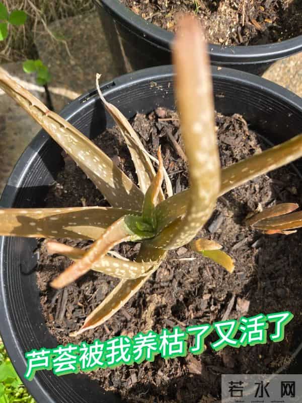 浙江一男子2年没回家，家里芦荟爆炸了，网友：好顽强的生命力！