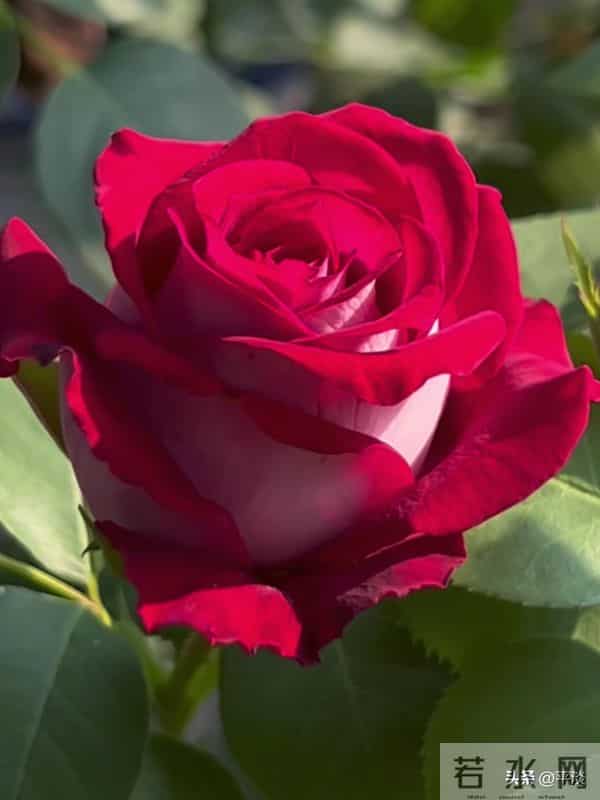 不同季节下的莫妮卡贝鲁奇月季花