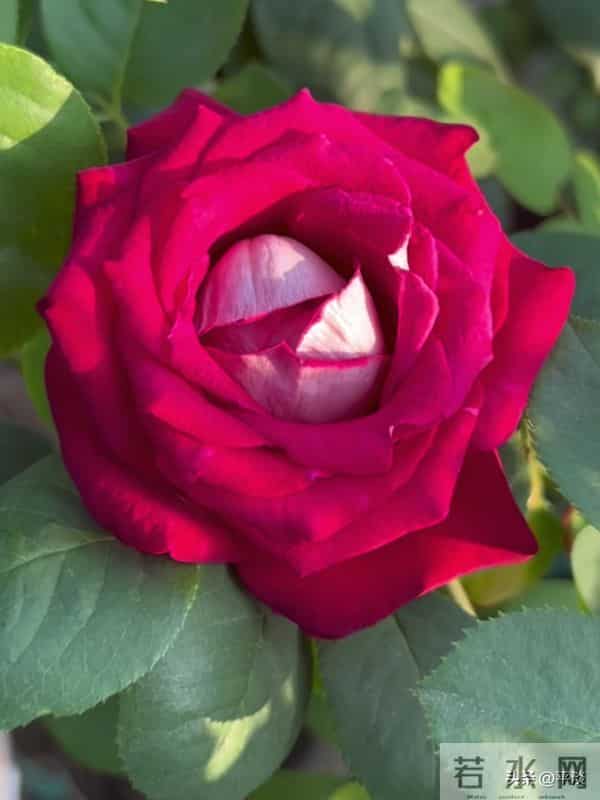 不同季节下的莫妮卡贝鲁奇月季花