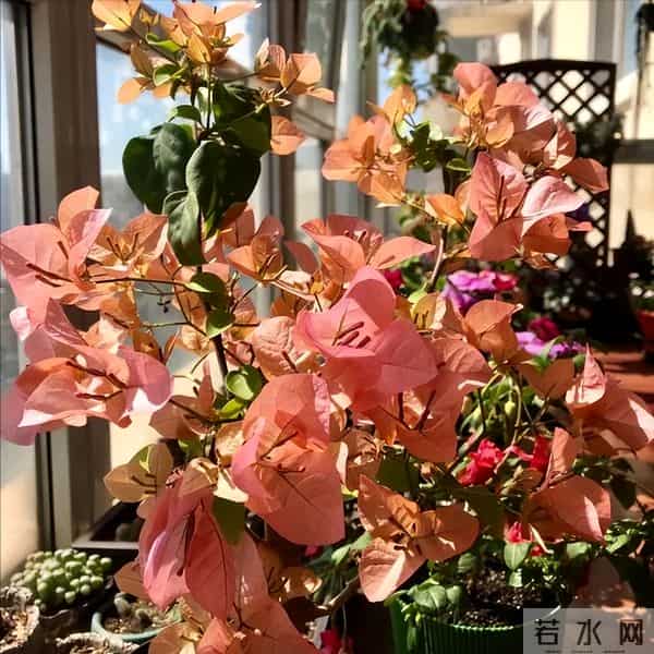 紧急提醒！这10种花冬天赶紧断水，多浇一瓢水就烂根，能要了命！