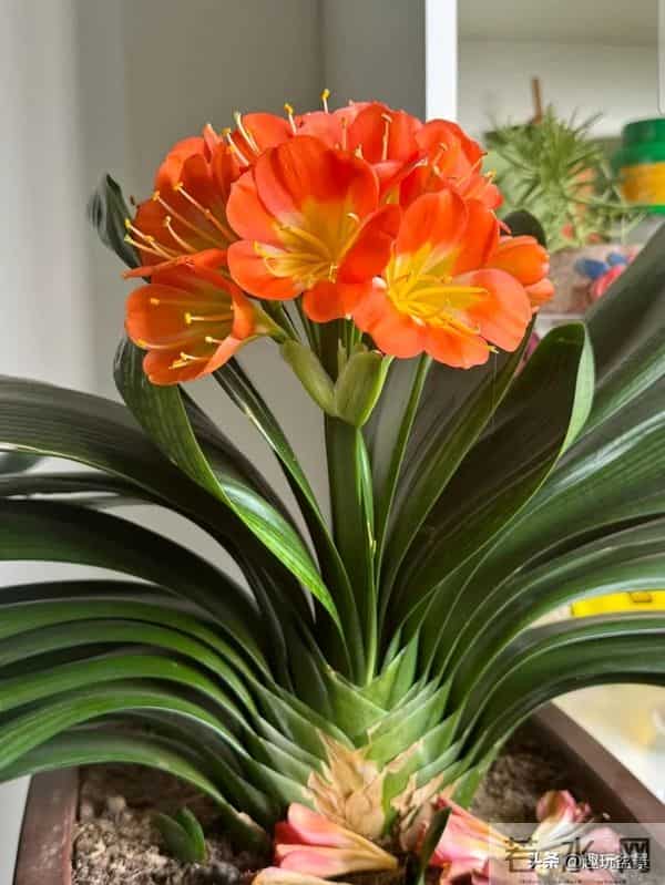 君子兰过冬有 “4 怕”！做错一件，叶子烂光只剩空盆。