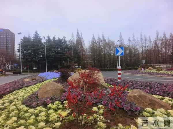 16万株！亮相日照！