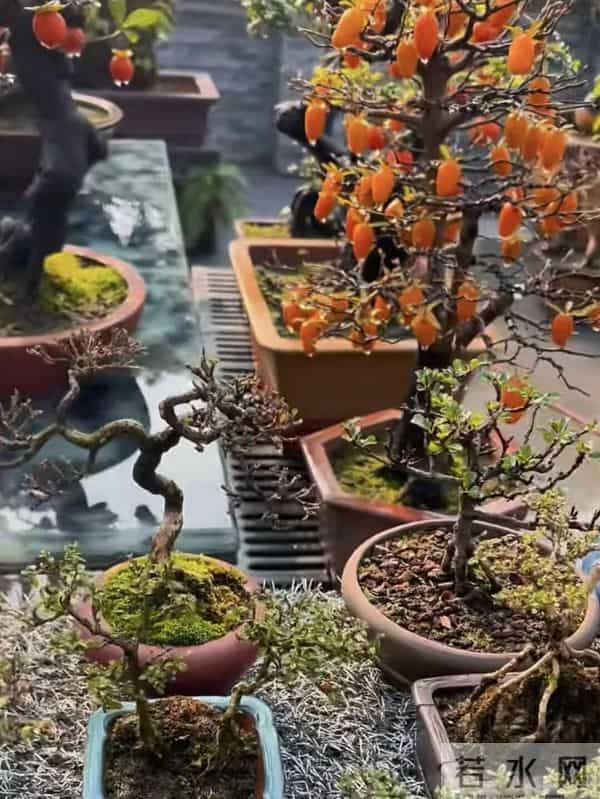 一盆装下“山野景”?爷爷亲传:3 类树桩盆景,各有各的讲究