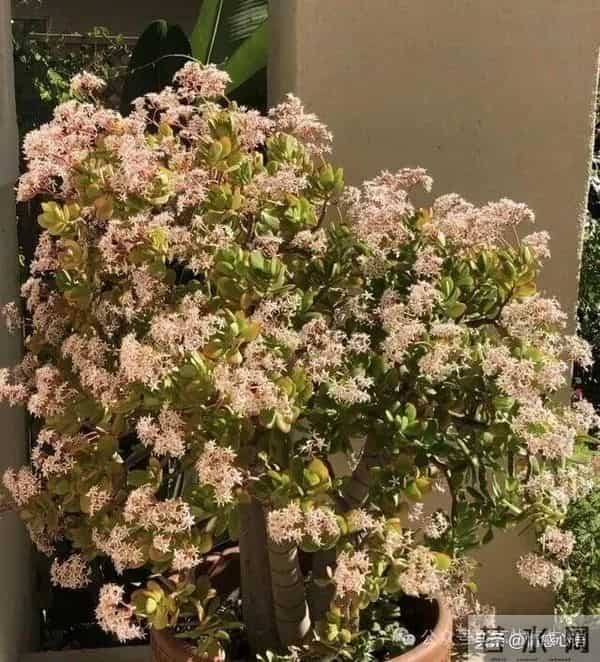 这5种花不要“换大盆”，小盆“憋着养”，疯狂冒花苞