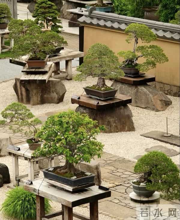 逛盆景展，赏东方美学！中国盆景有多牛？看懂盆景，审美瞬间升级