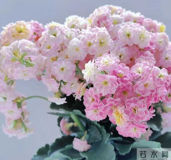 别再换大盆了！这5种花越“挤”开得越旺，花苞挂满枝