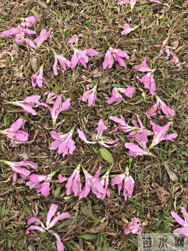 1960年父亲扎根黑龙江 连载12