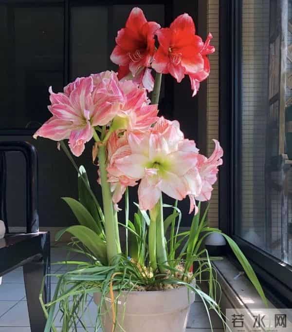 别再换大盆了！这5种花越“挤”开得越旺，花苞挂满枝