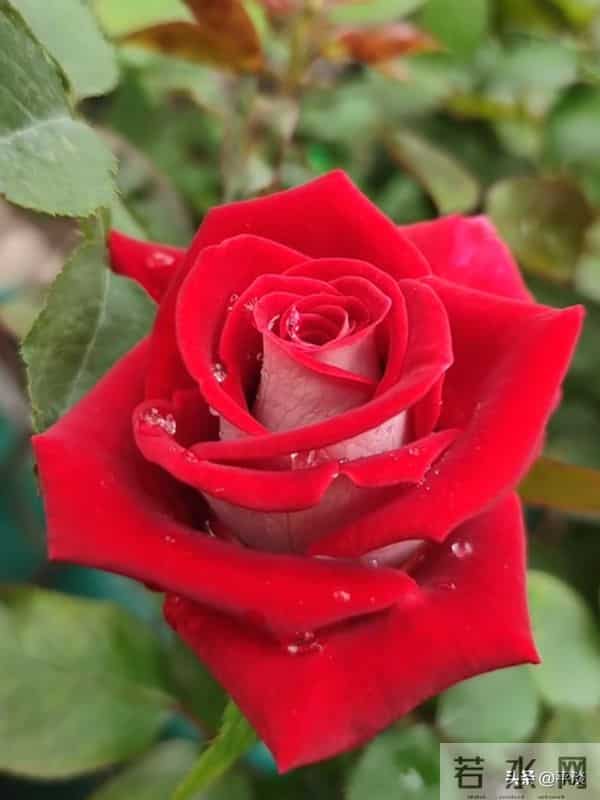 不同季节下的莫妮卡贝鲁奇月季花