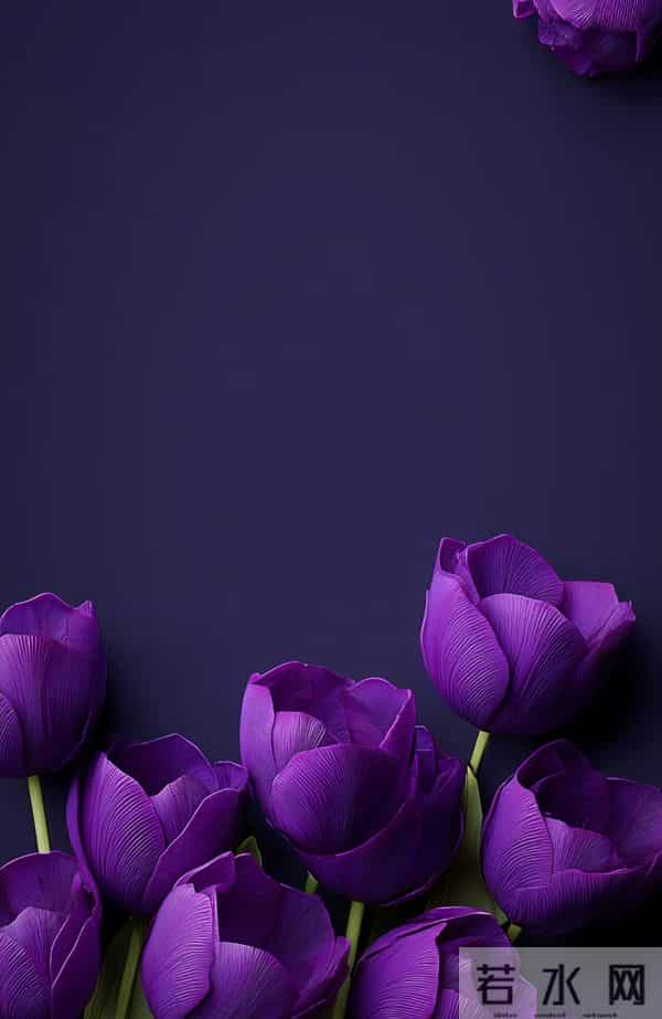 紫色郁金香 壁纸