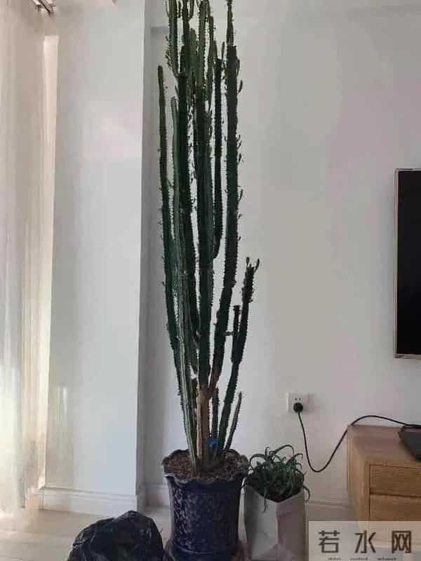 镇宅旺运的“镇宅木”，霸气又好养，一个月不浇水都死不了！