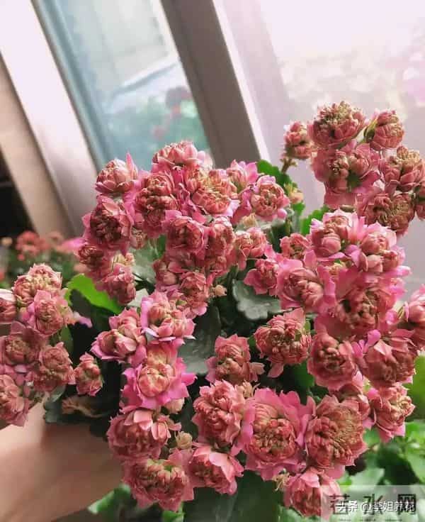 南京一大姐"太会养长寿花"走红,盆盆开成"大花球"秘诀全在这
