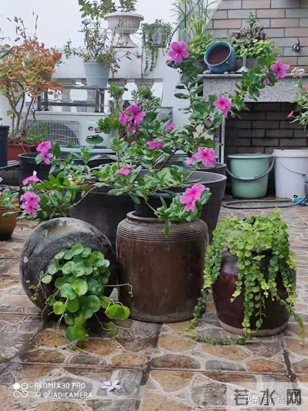 有了院子，一定要放个水缸，院里那口缸，是安放灵魂的老地方