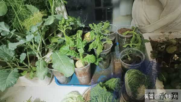 新手必看！头次阳台种菜全成活，半个多月冒新芽，自给自足超划算