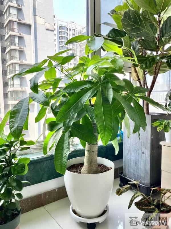 天冷了，10种花要“干养”，水多易冻伤，水少根更壮