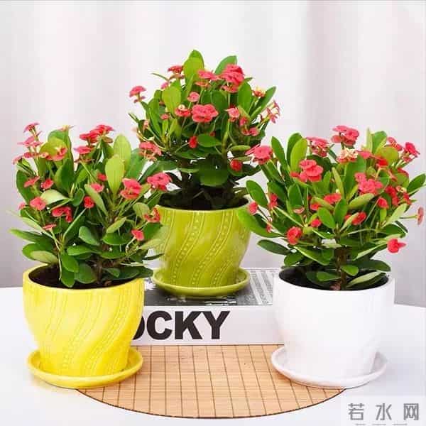 紧急提醒！这10种花冬天赶紧断水，多浇一瓢水就烂根，能要了命！