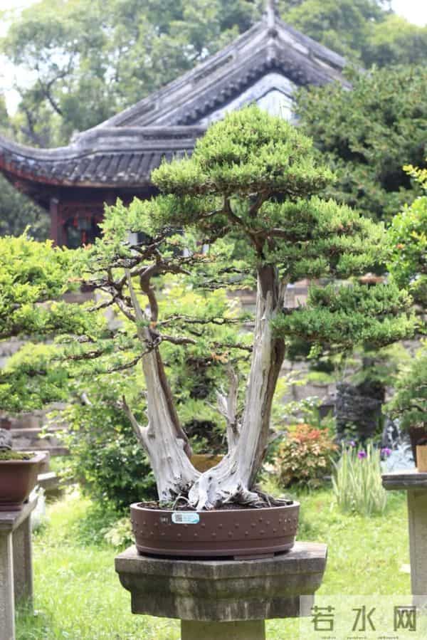 逛盆景展，赏东方美学！中国盆景有多牛？看懂盆景，审美瞬间升级