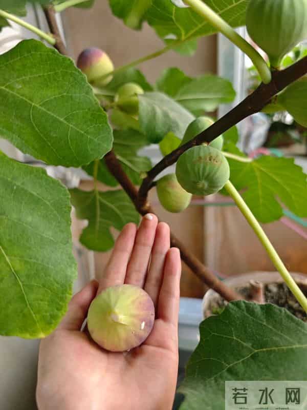 无敌了!女孩“矿泉水瓶种无花果”,结了几十个果子,软糯可口~