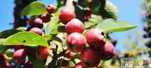 写作突破流水账的关键，是完成从“记录者”到“导演”的角色转变