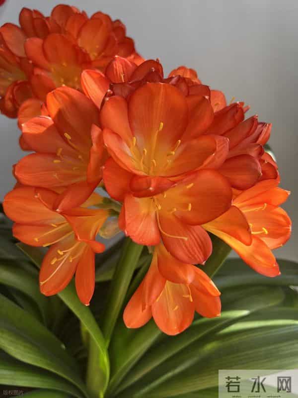 冬天君子兰别乱换盆！做好3点，叶片油亮花箭多