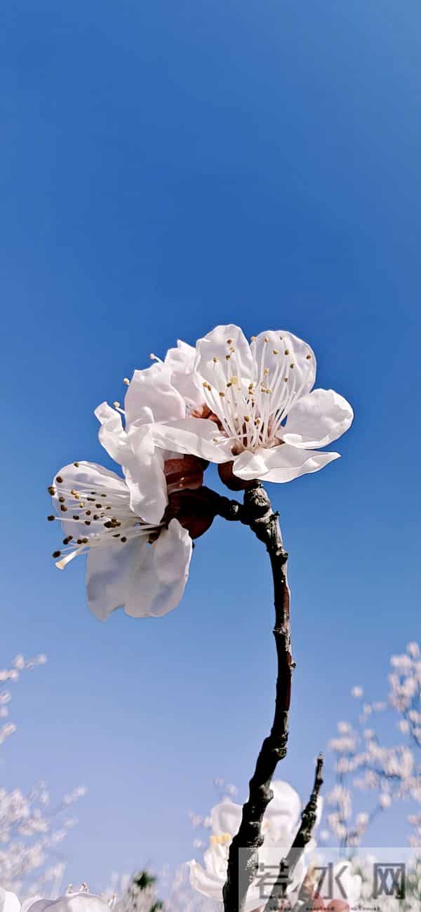 手机壁纸｜一路生花