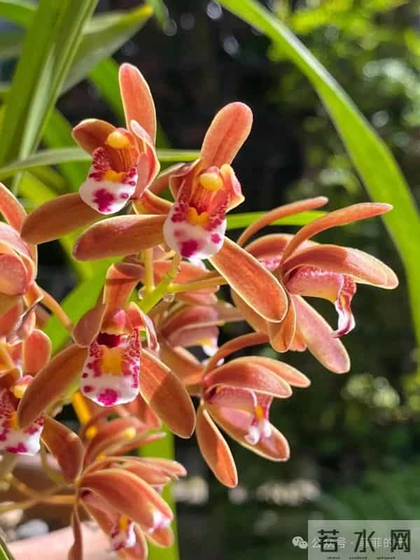 挑不出短板的热门兰,开花像小蜜蜂,耐阴皮实,北方户外也能过冬