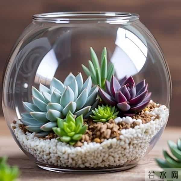 多肉养成果冻糖，靠4个反常识操作！第3个90%的人做反了