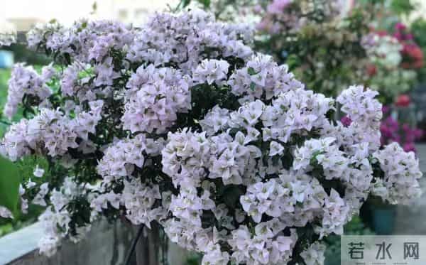 十种容易爆花的三角梅“老枝开花”品种，一开就爆盆