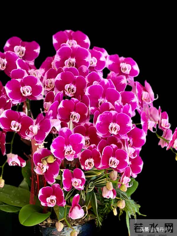 高贵不贵，幻影蝴蝶兰