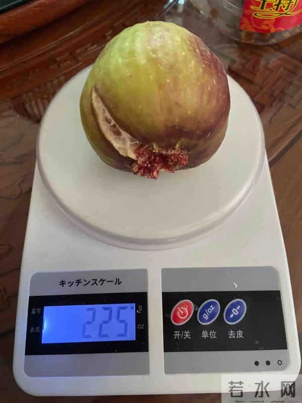 无敌了!女孩“矿泉水瓶种无花果”,结了几十个果子,软糯可口~