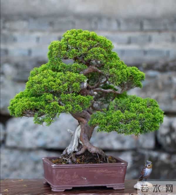 玩盆景，这几种树“至少要玩上一盆”！行家眼里的“硬通货”。