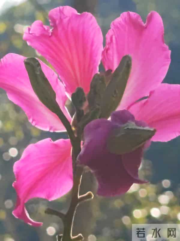 花开烂漫尽情艳