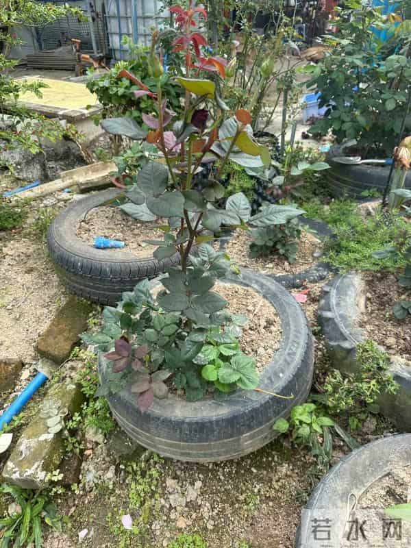 广东女子把死鱼埋进土里,万万没想到,那盆花长疯了!