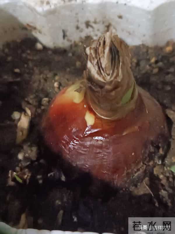 六路奔向寒冬来，一齐走过鲜花开，朱顶红的安全越冬对策